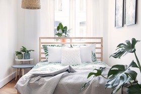 Bild von Luftreinigende Pflanzen für Schlafzimmer