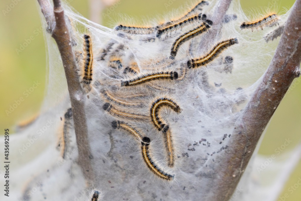 Tussah-Raupe, Wildseide